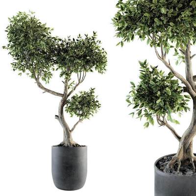 植物盆栽组合-D1